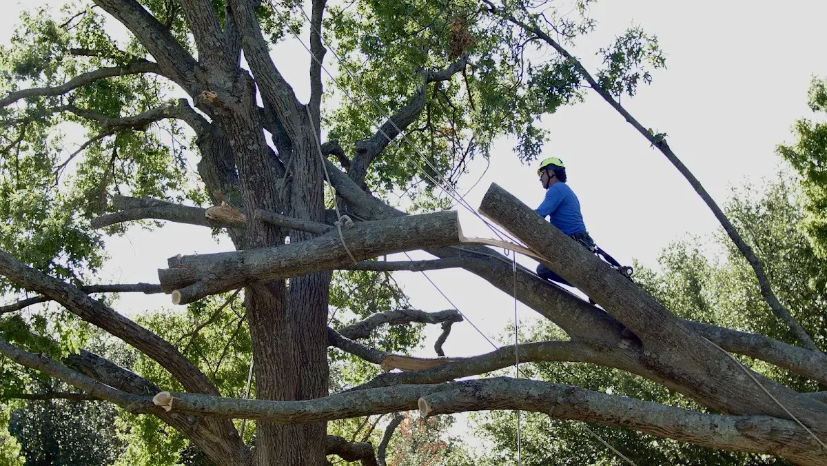 Professional Crown Thinning performed by certified arborists in Eaton
